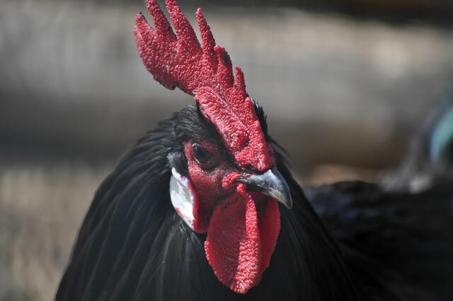Ein sehr stolzer Hahn. | Foto: Daniela Somers