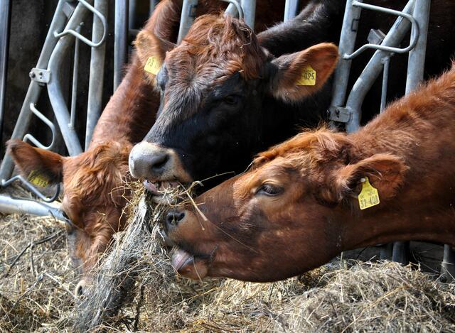 Das Heu vom Nachbar schmeckt wohl besser als das Eigene. | Foto: Daniela Somers