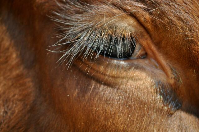 Sanfte Augen | Foto: Daniela Somers