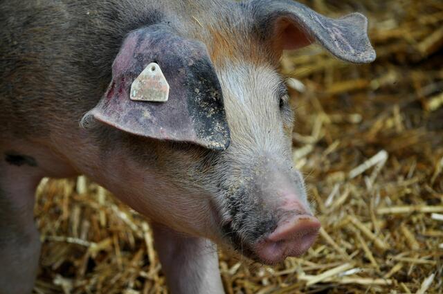 So ein niedliches Schweinchen | Foto: Daniela Somers