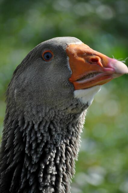 Oder lacht er mich aus? | Foto: Daniela Somers