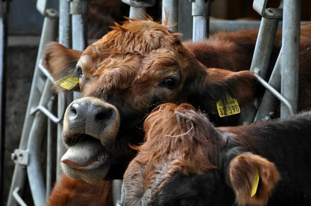Eindeutig, sie streckt mir die Zunge raus! | Foto: Daniela Somers