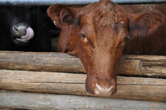 Auch ne Art sich die Nase zu putzen | Foto: Daniela Somers