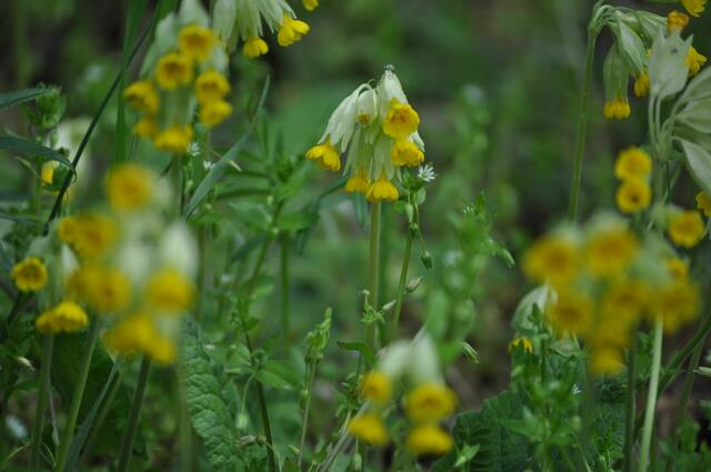 Ein Weg gesäumt von Schlüsselblumen. | Foto: Daniela Somers