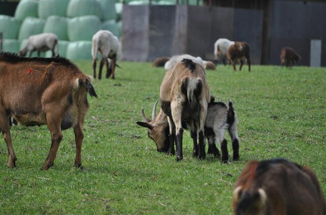 Ziegen auf der Weide | Foto: Daniela Somers