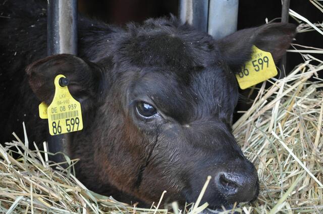 Sie schaut so sanft und lieb. Oder ist sie traurig? | Foto: Daniela Somers