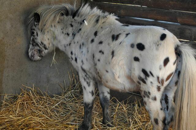 Das Pippi Langstrumpf-Pony hatte keine gute Laune und wollte nichts mit uns zu tun haben. | Foto: Daniela Somers