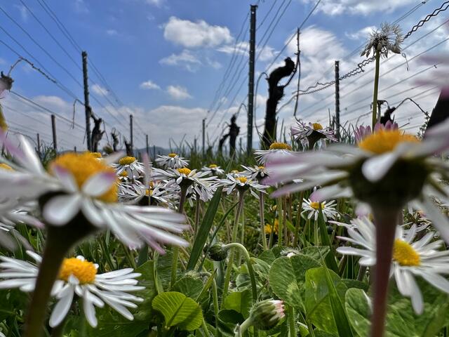 Foto: Moni Bordt