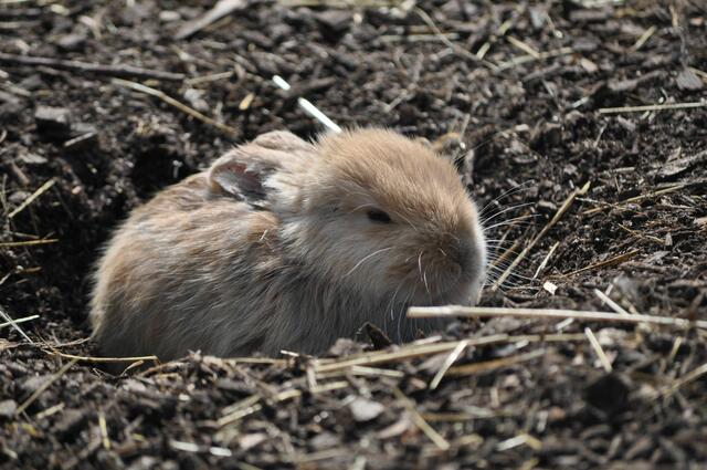 Niedliche Häschen. Oder besser Kaninchen | Foto: Daniela Somers