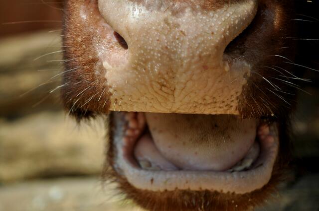 Da braucht jemand Futter Nachschub. | Foto: Daniela Somers