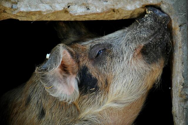 Was immer das Schweinchen da macht, es scheint sehr angenehm zu sein.  | Foto: Daniela Somers