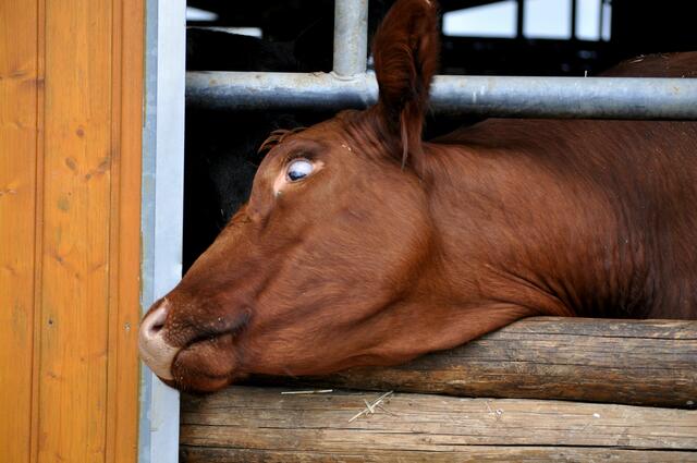 Das ist ja mal ne verrückte Kuh :-))) | Foto: Daniela Somers