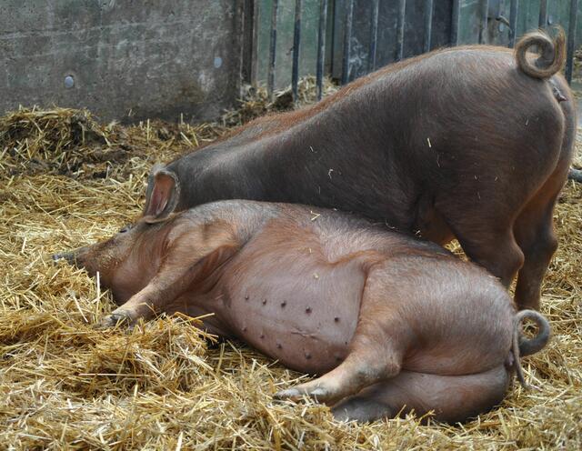 Schweinchen beim Chillen | Foto: Daniela Somers