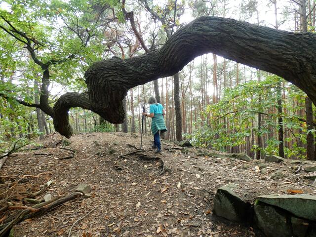 Ein total bizarr geformter Baum auf dem Gelände der "Heidenlöcher". 