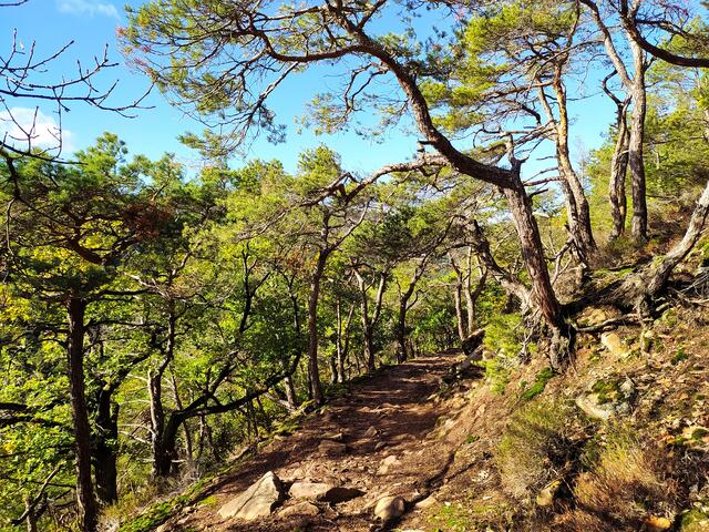 Immer wieder begeistern auf dem Pfälzer Weinsteig solche Pfade - mit den Kiefern wirkt der Wald hier sehr südlich und mediterran.