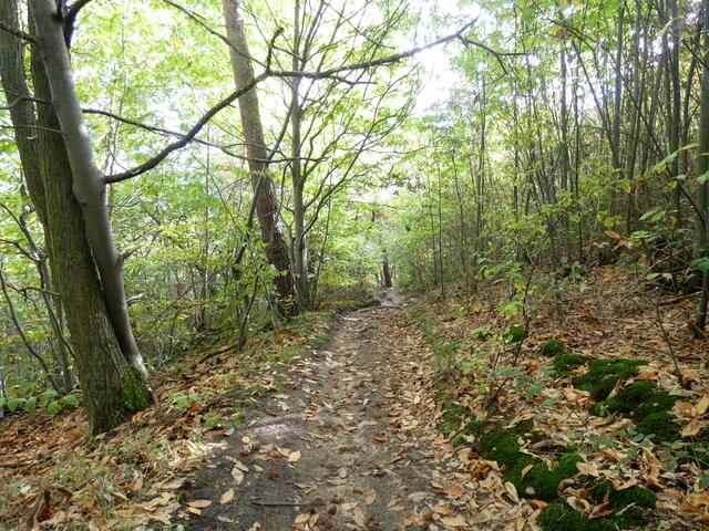 Ein Pfad bringt uns zum Parkplatz am Rande von Deidesheim