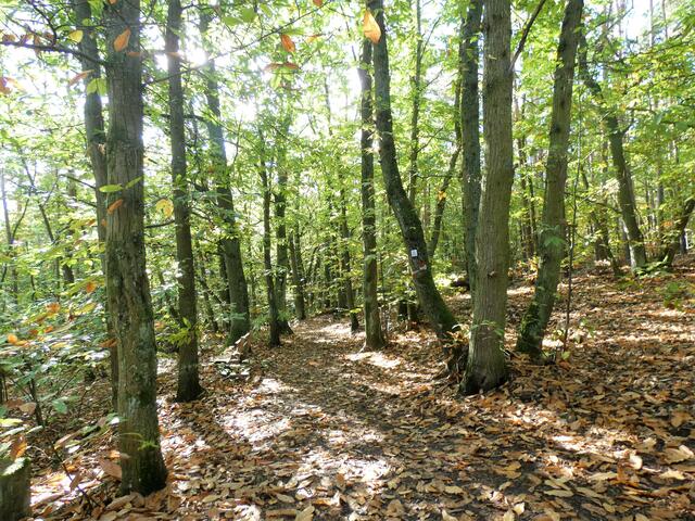 Im wunderschönen Wald und auf einem weichen Blätterteppich wandert es sich sehr angenehm