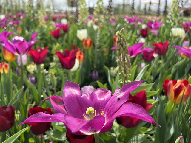 Im Spinelli Park blüht es auch wunderschön | Foto: Moni Bordt