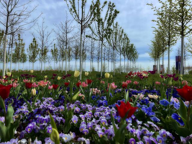 Die Baumallee | Foto: Moni Bordt