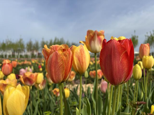 Der Tulpenwahnsinn:-))) | Foto: Moni Bordt