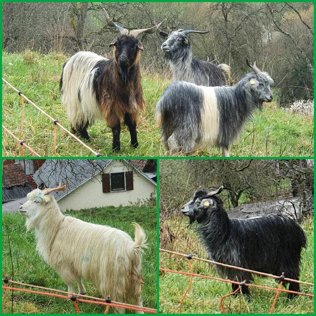 zugegeben ... dieses Bild wurde beim "Vorwandern" aufgenommen; bei der Tour am Sonntag waren diese schönen Tiere leider nicht auf der Wiese. | Foto: privat Sibylle Tröber
