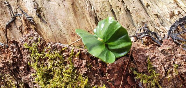 Schmetterling? Nö. | Foto: privat Sibylle Tröber