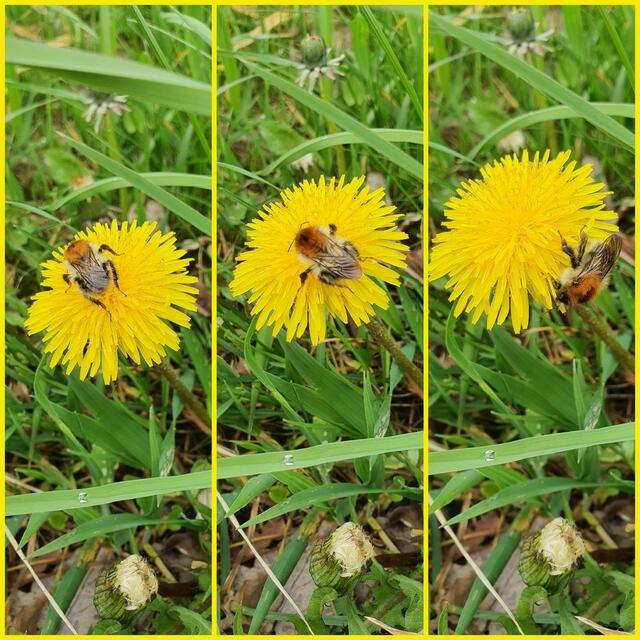 fleißig ... | Foto: privat Sibylle Tröber