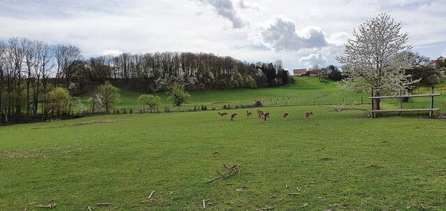 eines von zwei richtig großen Wildgehegen | Foto: privat Sibylle Tröber