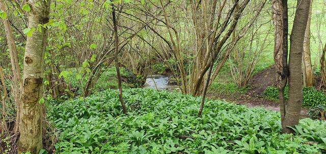 Bärlauch ... man sieht und riecht ihn! | Foto: privat Sibylle Tröber