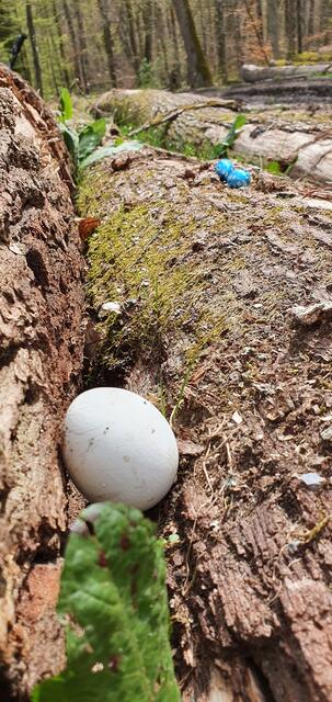 Hoppla - das hat der Osterhase wohl zu gut versteckt! | Foto: privat Sibylle Tröber