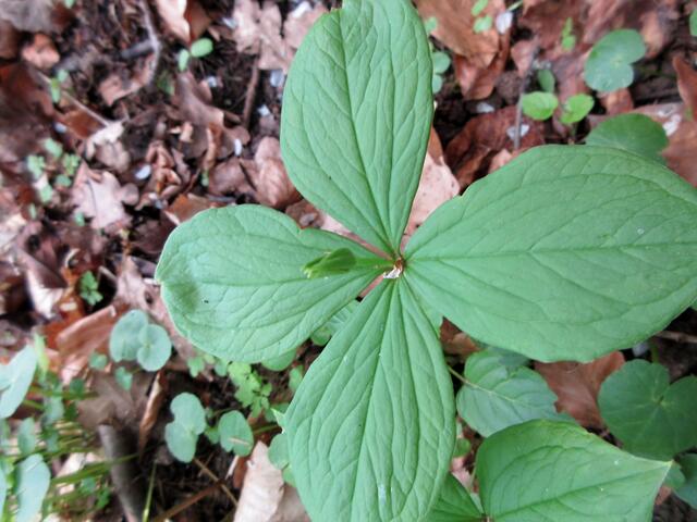 Die Einbeere braucht noch ein paar Sonnenstunden um aus der Knospe die Blüte bilden zu können