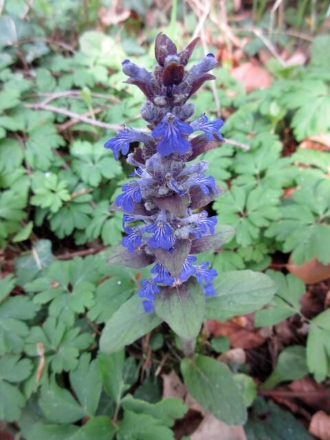 Kriechender Günsel, oder wie Anneliese sagt: Aufsteherle