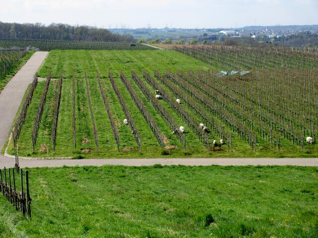 Richtung Talheim hinunter entdeckten die Wanderer eine Gruppe Winzerschafe. Spontan rief einer aus: "Trollinger-Schafe" ;-)