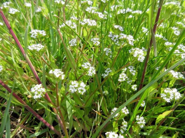 Rapunzel oder Blühender wilder Feldsalat