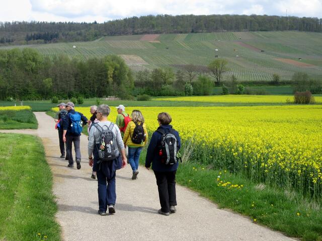 Und wenn die Sonne mal kurz weg geht, dann übernehmen die Rapsfelder das Leuchten. 