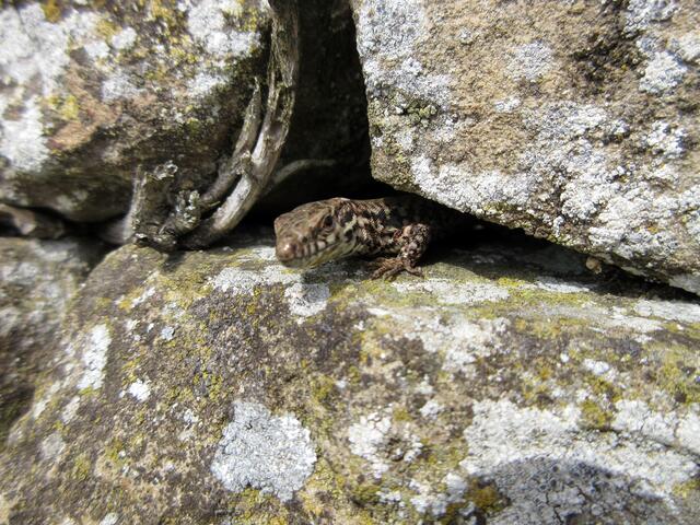 Neugierig werden die Vorgänge am Häuschen beobachtet.
