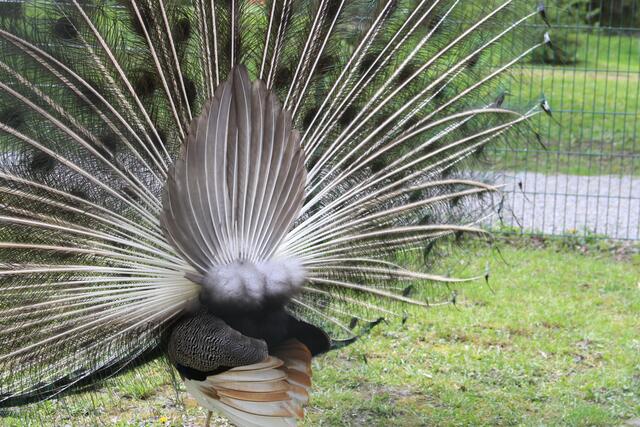 von hinten | Foto: Ralf Röser