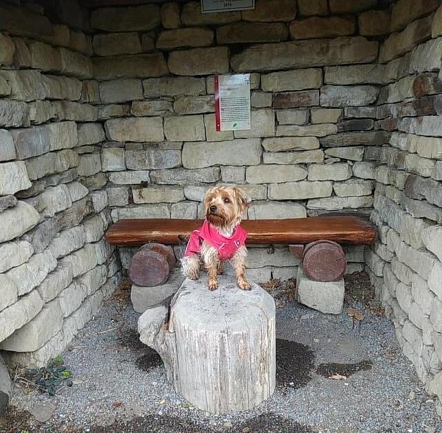 Die kleine Lilly steht mit ihrem Regenmäntelchen wieder geduldig Modell. Der Wengertschütz-Unterstand war dafür der perfekte Platz. 😊 | Foto: Petra Schüssler