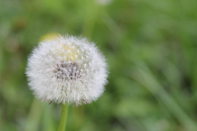 schönes am Wegesrand😍 | Foto: Ralf Röser