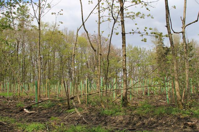 Aufforstung | Foto: Ralf Röser