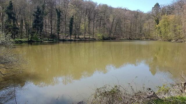 Der Kraichsee mitten im Wald | Foto: Kurt Nakielny
