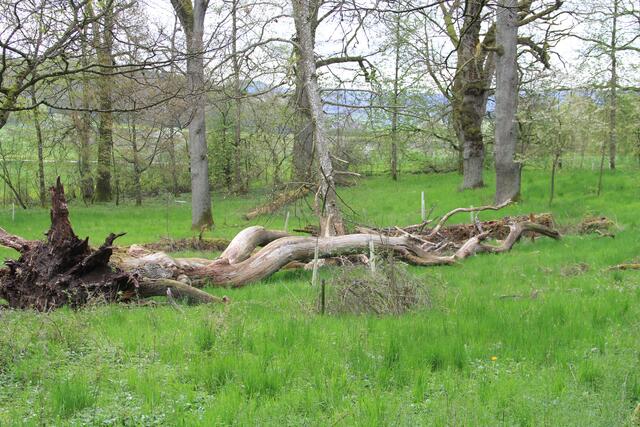 Totholz | Foto: Ralf Röser