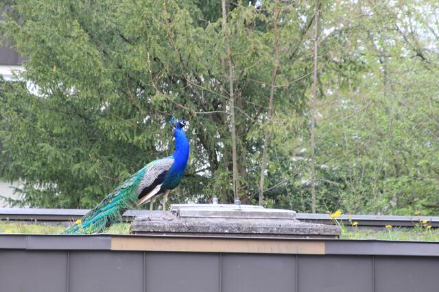 toll | Foto: Ralf Röser