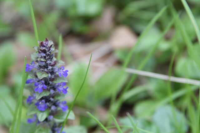 schönes am Wegesrand😍 | Foto: Ralf Röser