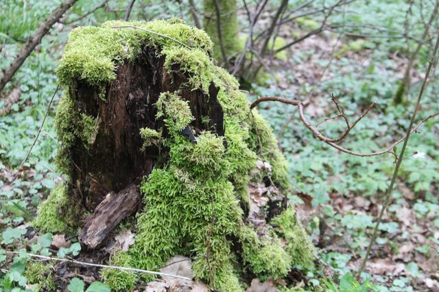 Moos😍 | Foto: Ralf Röser