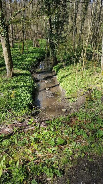 Idyllisches Bächle im Wald | Foto: Petra Schüssler