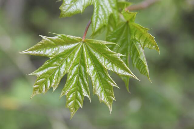 schönes am Wegesrand😍 | Foto: Ralf Röser
