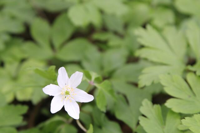 schönes am Wegesrand😍 | Foto: Ralf Röser
