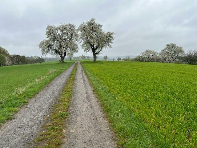 Ein schöner Weg durch die Frühlingslandschaft | Foto: Ulrich Buckenmayer