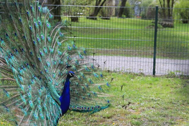 toll | Foto: Ralf Röser